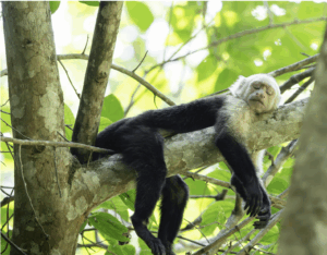 Monkey sleeping in tree in Costa Rica